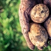 The humble potato: history, varieties, and their influence on Europe