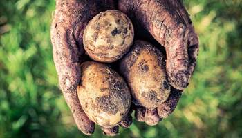 The humble potato: history, varieties, and their influence on Europe