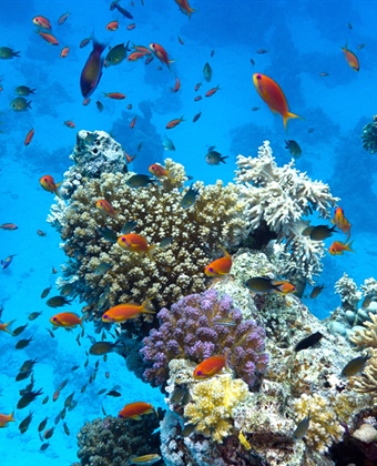 Corals and Coral Reefs: Discover Everything About These Fascinating Marine Organisms