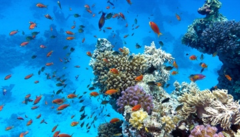 Corals and Coral Reefs: Discover Everything About These Fascinating Marine Organisms