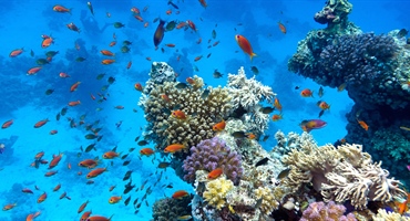 Corals and Coral Reefs: Discover Everything About These Fascinating Marine Organisms