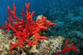 Red Corals: A Rare and Extremely Valuable Species of Coral