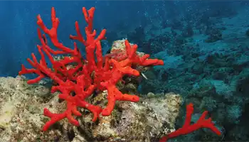 Corais Vermelhos: Uma Espécie Rara e Extremamente Valiosa de Coral