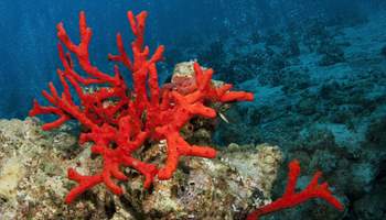 Red Corals: A Rare and Extremely Valuable Species of Coral