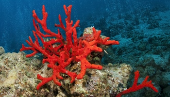 Red Corals: A Rare and Extremely Valuable Species of Coral