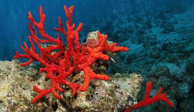 Red Corals: A Rare and Extremely Valuable Species of Coral