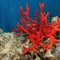 Red Corals: A Rare and Extremely Valuable Species of Coral