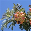 Service tree (Cormus domestica or Sorbus domestica) – a Forgotten Fruit Tree Resilient to Weather with Multipurpose Fruits