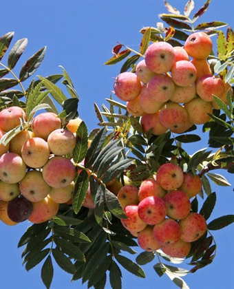 Service tree (Cormus domestica or Sorbus domestica) – a Forgotten Fruit Tree Resilient to Weather with Multipurpose Fruits