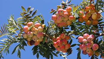 עץ סורבוס (Cormus domestica או Sorbus domestica) – עץ פרי נשכח עמיד למזג האוויר עם פירות רב-תכליתיים