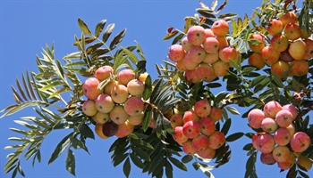 עץ השירות (Cormus domestica או Sorbus domestica) – עץ פרי נשכח עמיד למזג האוויר עם פירות רב-תכליתיים