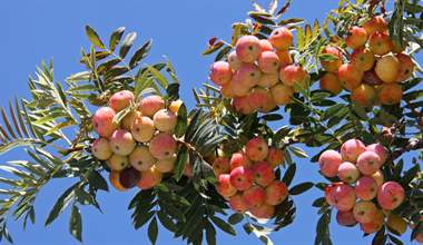 Cormier (Cormus domestica ou Sorbus domestica) – un arbre fruitier oublié résistant aux intempéries avec des fruits polyvalents