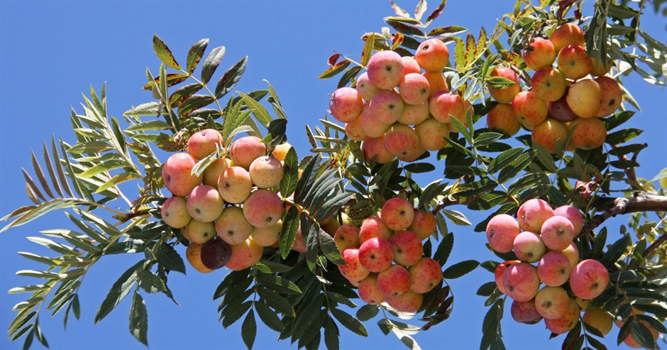 Дрян (Cormus domestica или Sorbus domestica) – забравено овощно дърво, устойчиво на климатични условия с многофункционални плодове.