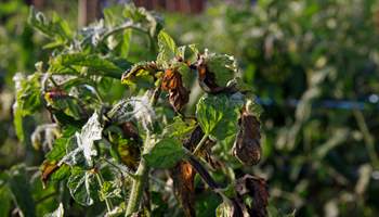 How to Combat Tomato Late Blight the Organic Way