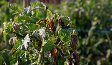 How to Combat Tomato Late Blight the Organic Way