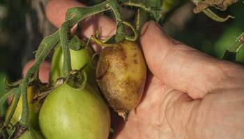 Tomato Diseases: Common Pests and How to Combat Them