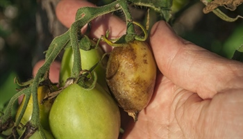 Tomato Diseases: Common Pests and How to Combat Them