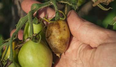 Tomato Diseases: Common Pests and How to Combat Them