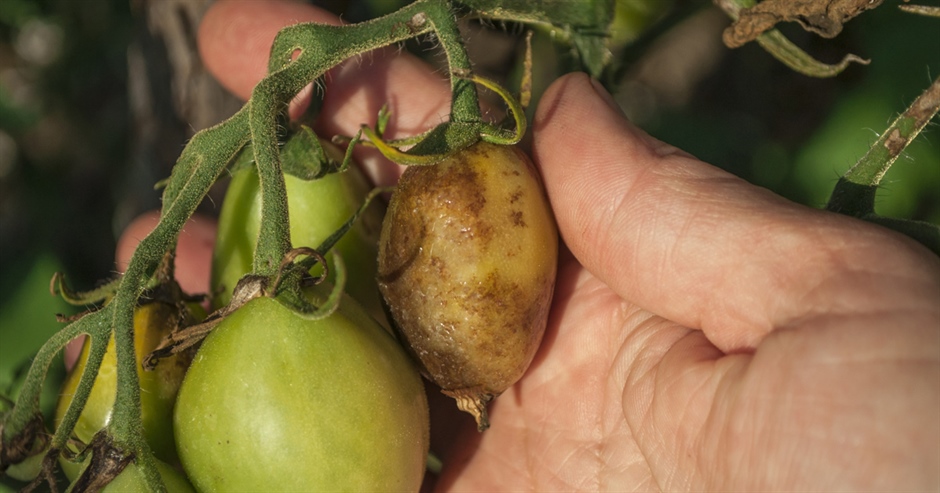 番茄病害：常见害虫及其防治方法