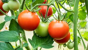 Growing Tomatoes: Your Ultimate Guide to a Bountiful Harvest