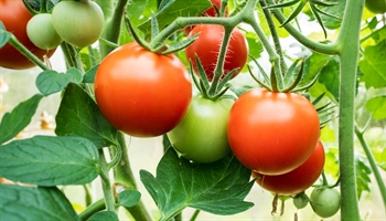 Growing Tomatoes: Your Ultimate Guide to a Bountiful Harvest