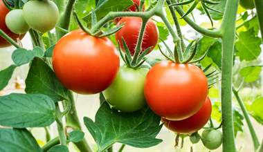 Growing Tomatoes: Your Ultimate Guide to a Bountiful Harvest