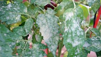 Understanding Powdery Mildew: A Gardener's Guide to Prevention and Control