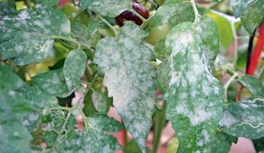 Understanding Powdery Mildew: A Gardener's Guide to Prevention and Control