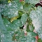 Understanding Powdery Mildew: A Gardener's Guide to Prevention and Control