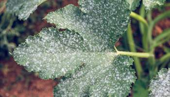 Powdery Mildew Organic Treatment: Natural Solutions for a Healthier Garden