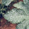 Powdery Mildew Organic Treatment: Natural Solutions for a Healthier Garden