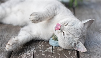 The magic of catnip: discover the herb that drives Cats crazy