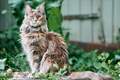 The Magnificent Maine Coon: Giants of the Cat World