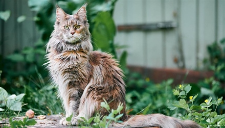 The Magnificent Maine Coon: Giants of the Cat World