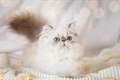 The Royal Charm of Persian Cats: Elegant, Fluffy, and Full of Personality