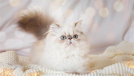The Royal Charm of Persian Cats: Elegant, Fluffy, and Full of Personality