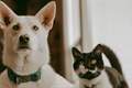 Are Cats Smarter Than Dogs? The Ultimate Showdown