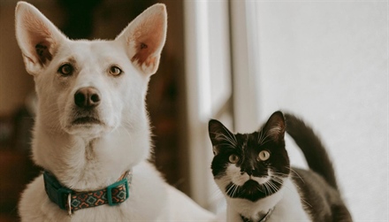 Are Cats Smarter Than Dogs? The Ultimate Showdown