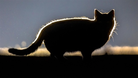Do cats really see better at night than during the day?