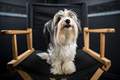 List of the 15 best dog movies