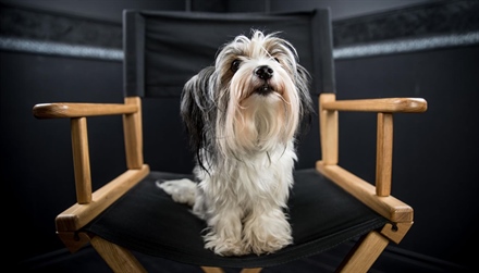 List of the 15 best dog movies