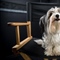 List of the 15 best dog movies