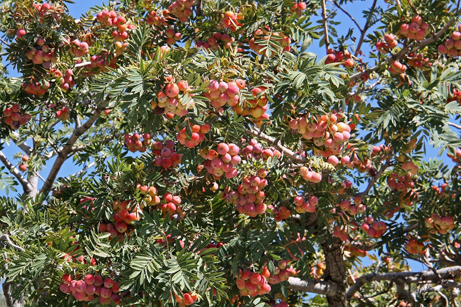 עץ שֵׁרוּת - חופה עמוסת פירות