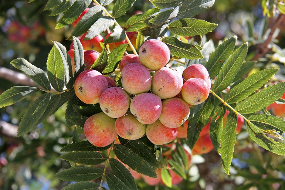 Jarząb brekinia, czyli Sorbus domestica, jesienią.