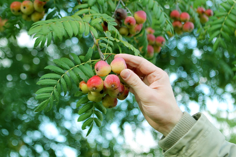 Rudens lapas un augļi Sorbus domestica kokam