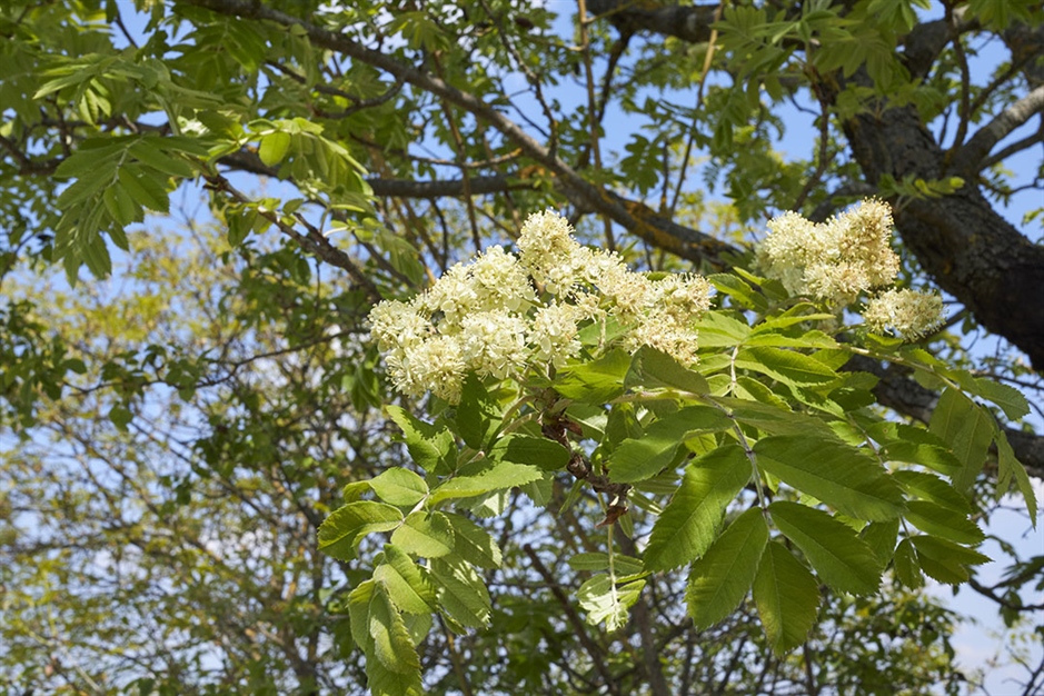 花开的花楸树