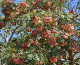 Service tree - fruit-laden canopy