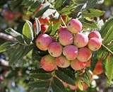 Árvore-de-sorva ou Sorbus domestica no outono