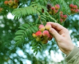 The autumn leaves and fruits of the Sorbus domestica tree