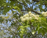 Service tree in bloom